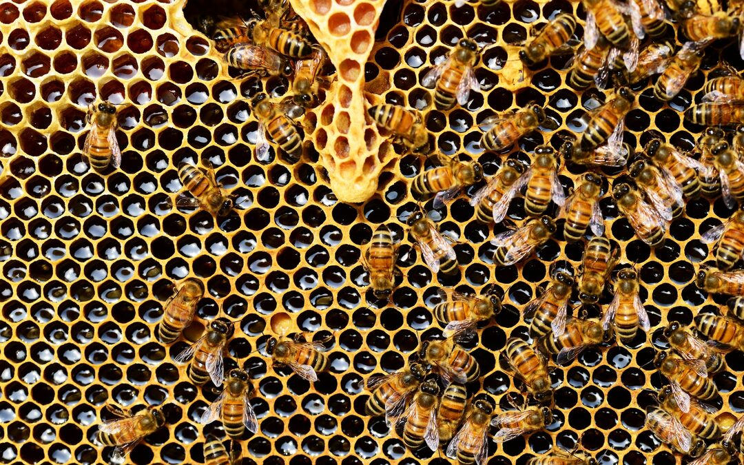 Doet Europa bijengif in de ban?