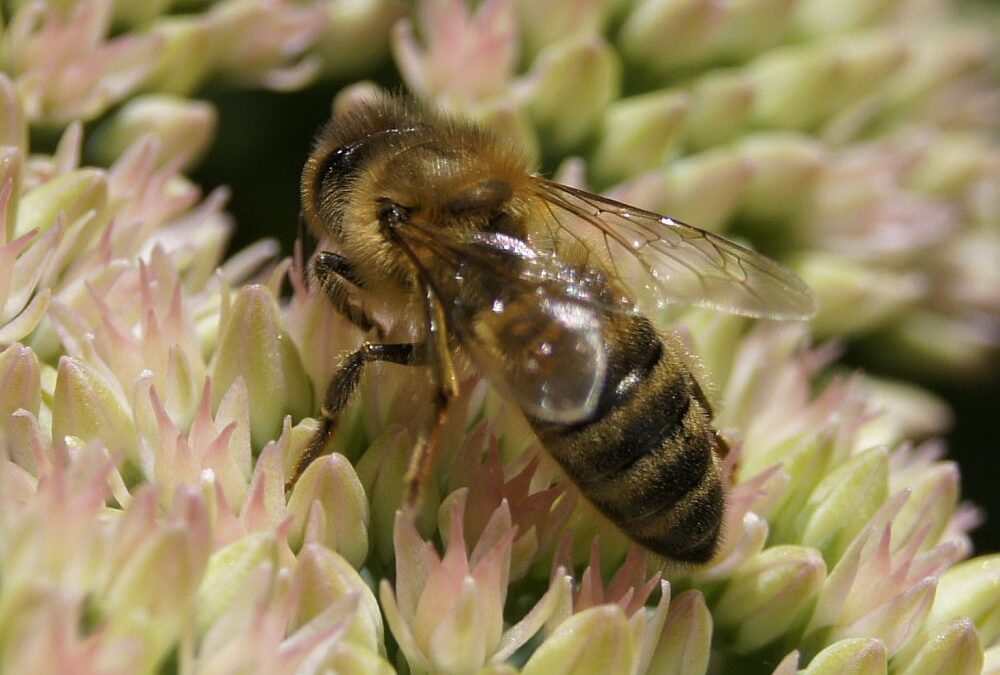 Hoe redden we de insecten?
