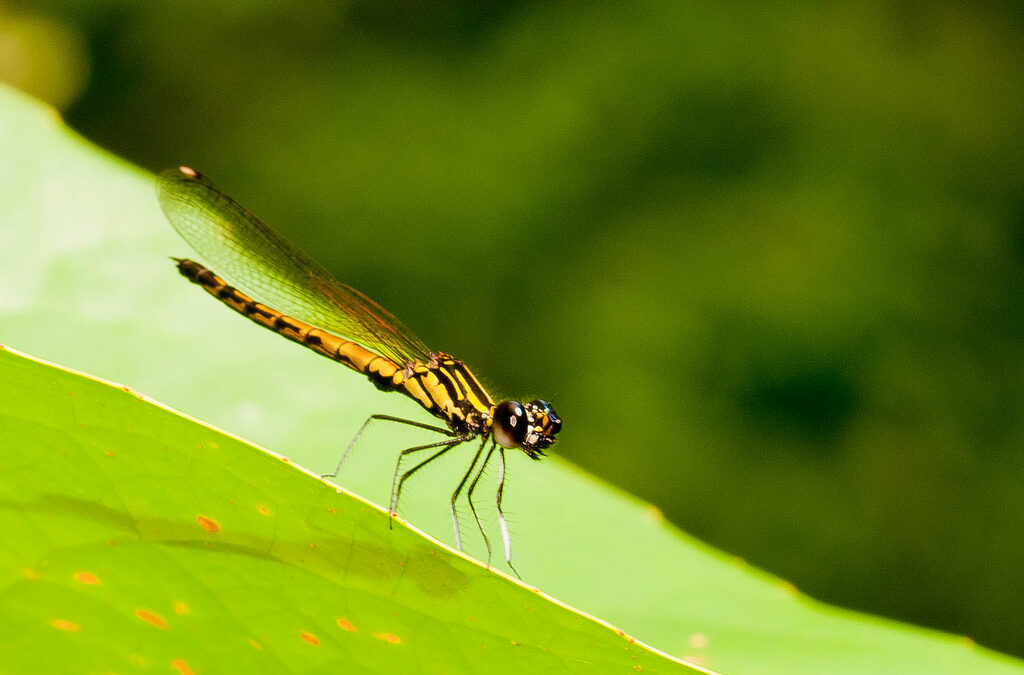 Massale insectensterfte is een feit
