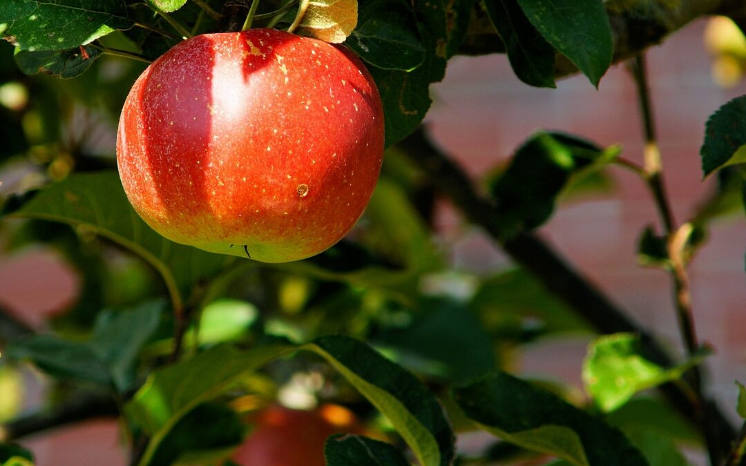 Worden onze planten steeds minder voedzaam?
