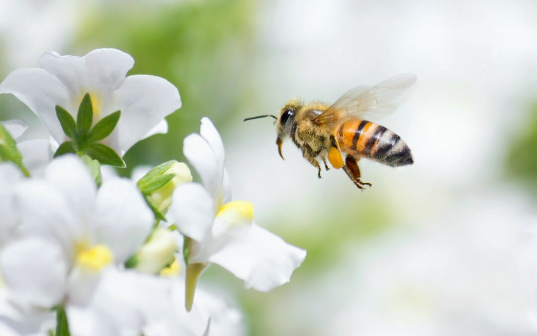 Landbouwminister Schouten: ‘toelating pesticiden is onafhankelijk’