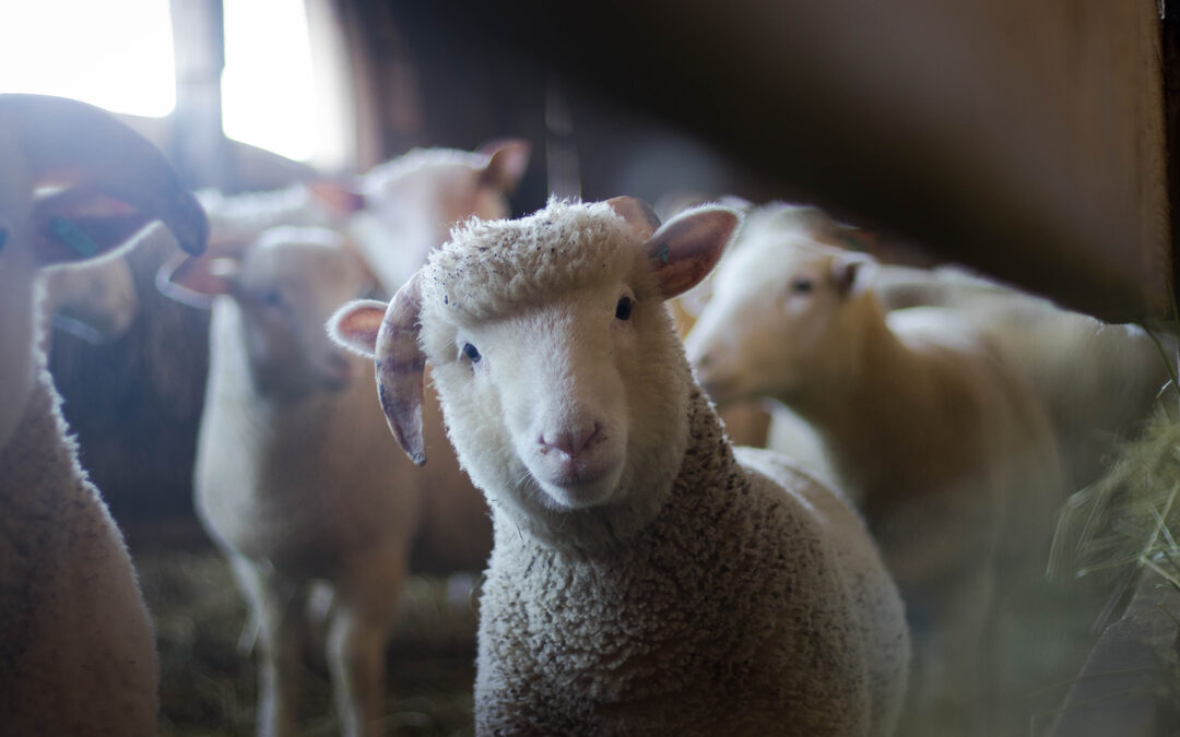 Het ABC van dierenleed in jouw kledingkast