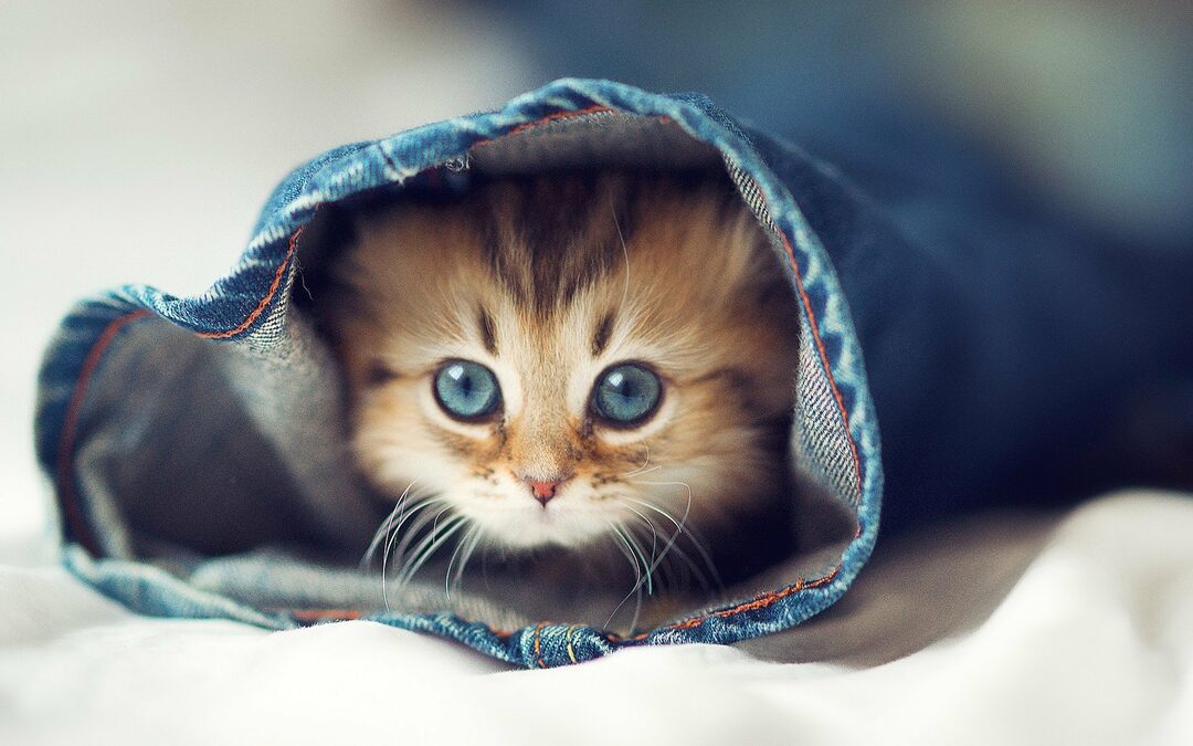 The making of kattenvoer