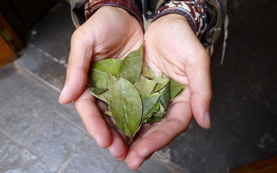 Coca is veel meer dan de grondstof van cocaïne