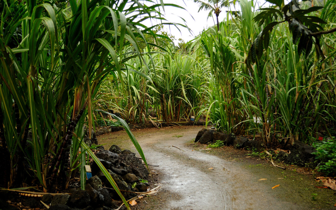 Landroof in Zimbabwe door bio-ethanol