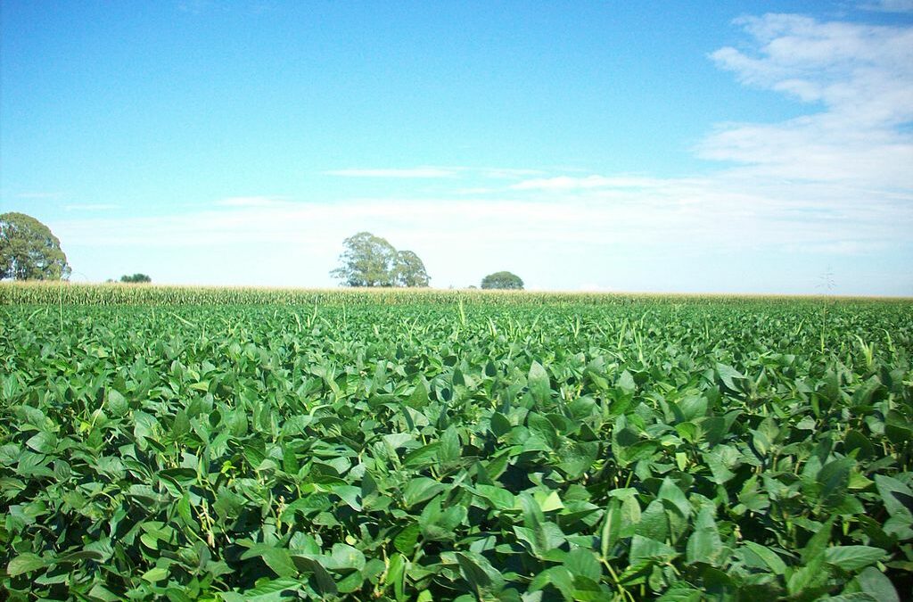 Met dit handelsverdrag haalt Europa goedkope soja uit de Amazone