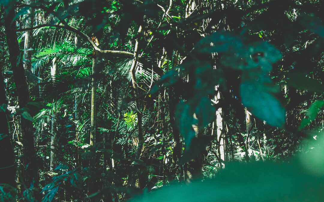 Voor Bolsonaro zijn boeren belangrijker dan bomen