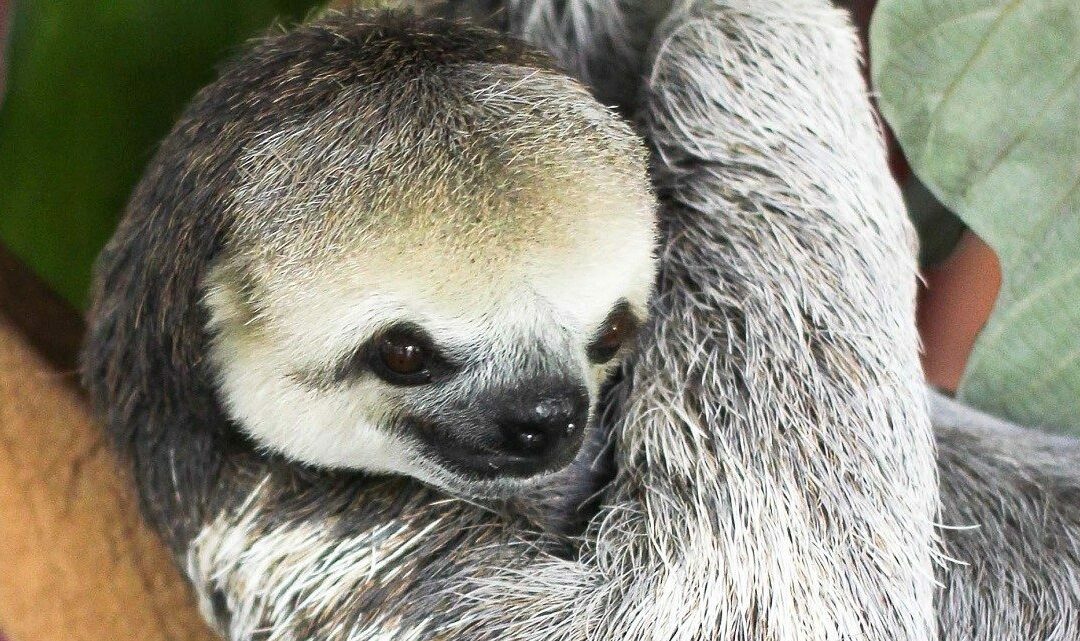 Suriname verliest haar wilde dieren