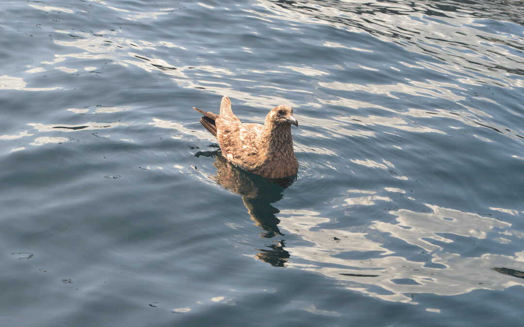 Vogels in vrije val