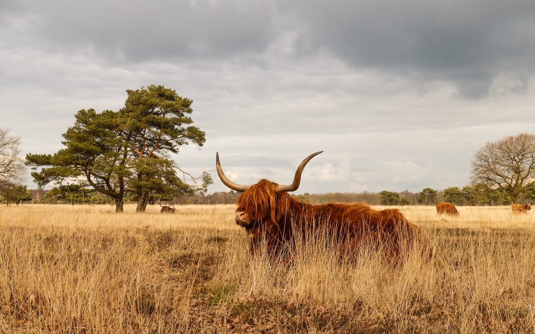 De verkiezingen van woensdag saai? Niet als je klimaat en natuur belangrijk vindt