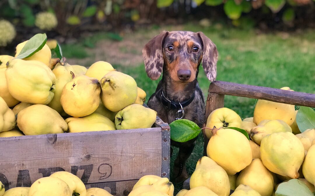 Een vegan hond of kat, kan dat?