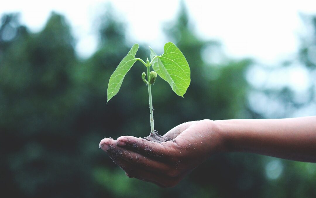 Zo plant je bomen met duurzaam googelen