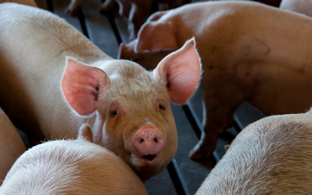 Wie heeft er schuld aan de vee-industrie?