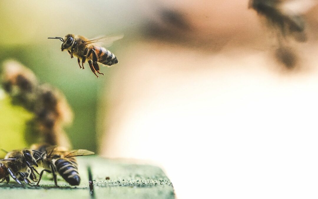 De insecten sterven uit. Nou en?