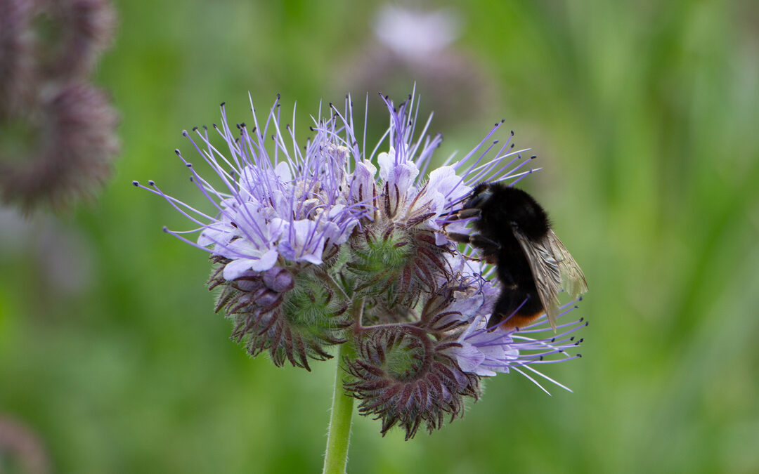 Hoe boer je met liefde voor insecten en vogels?