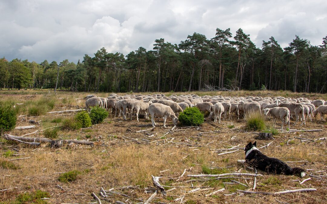 Als de schaapherder verdwijnt, raken we de heide kwijt