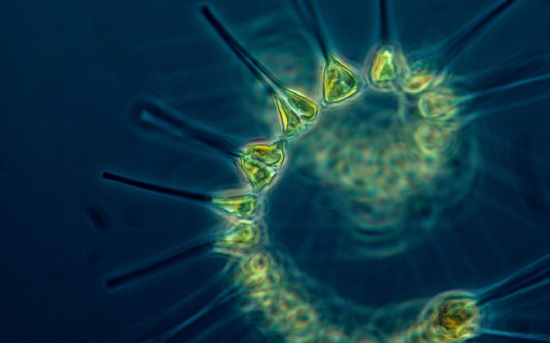 Ook plankton is klimaatslachtoffer