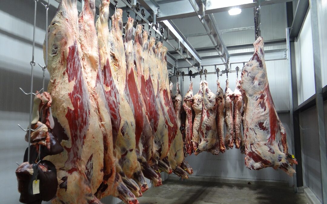 Heftig, die slachtbeelden. Maar eten we er minder vlees door?