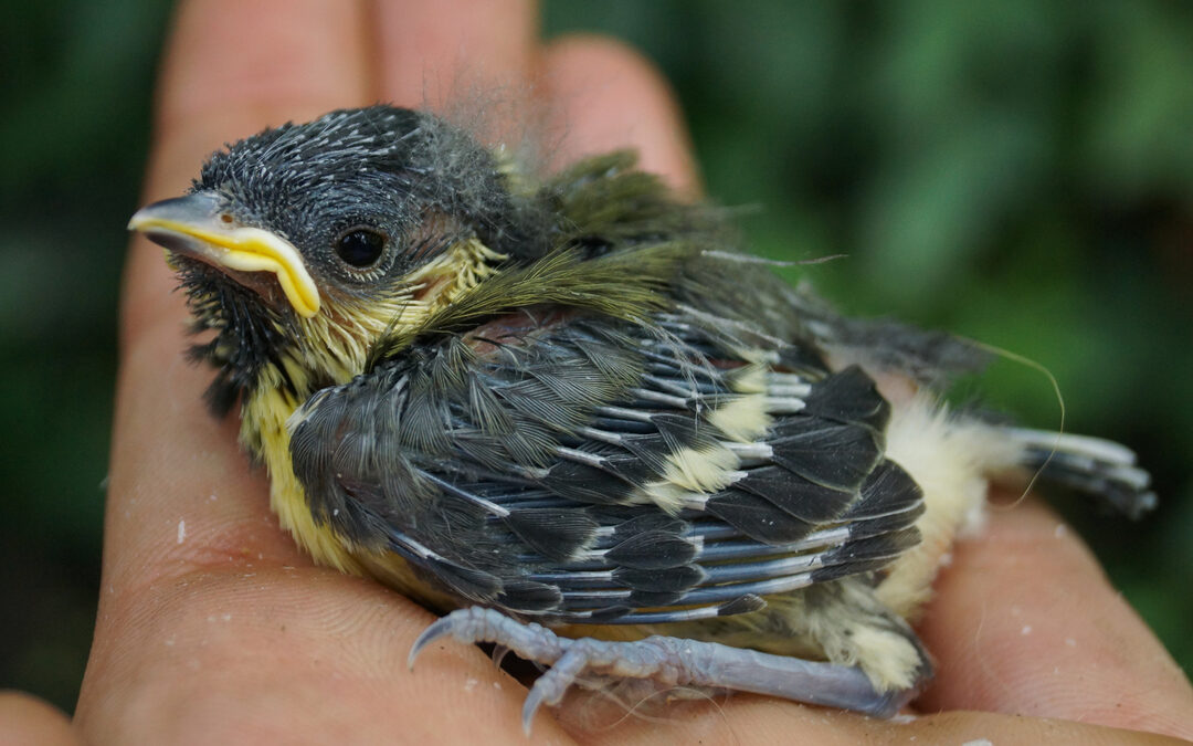 De Nederlandse natuur lijdt en dat is ook jouw probleem