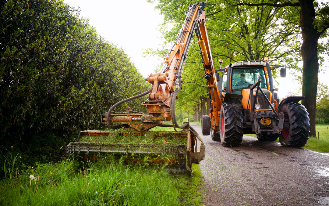 Een biodiverse stad begint in de berm
