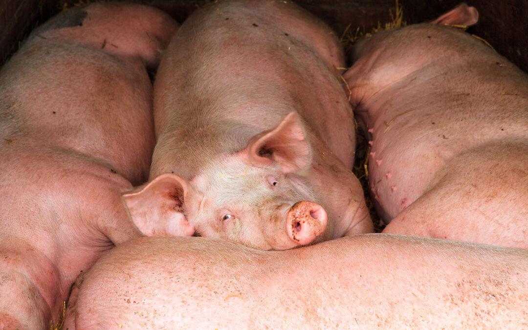 En hoe beschermen we dieren tegen de hitte?