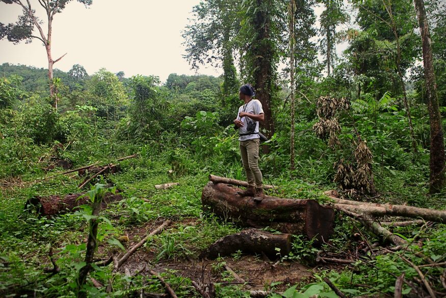 Para penebang liar ini sekarang menjadi pelindung hutan