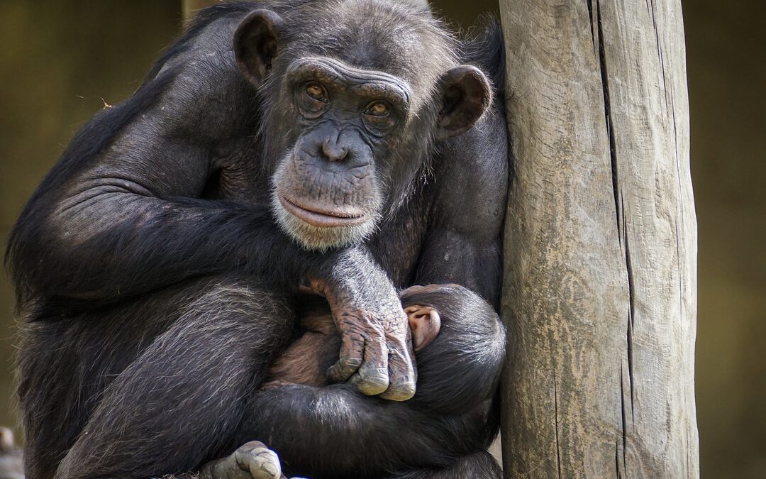 Het psychische leed van dieren in gevangenschap