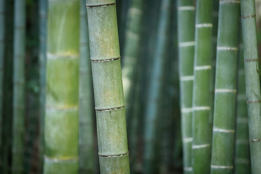 Обращение для партнеров — 5 причин, по которым бамбук спасает мир