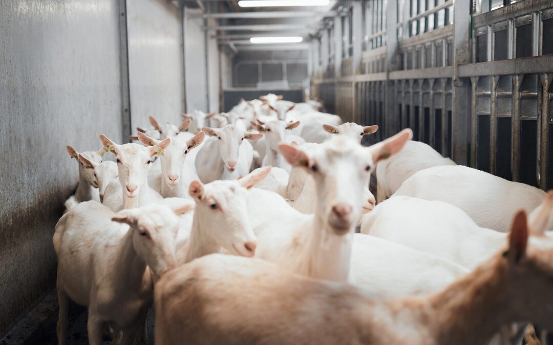 Wat als we dierenrechten in de Grondwet opnemen?