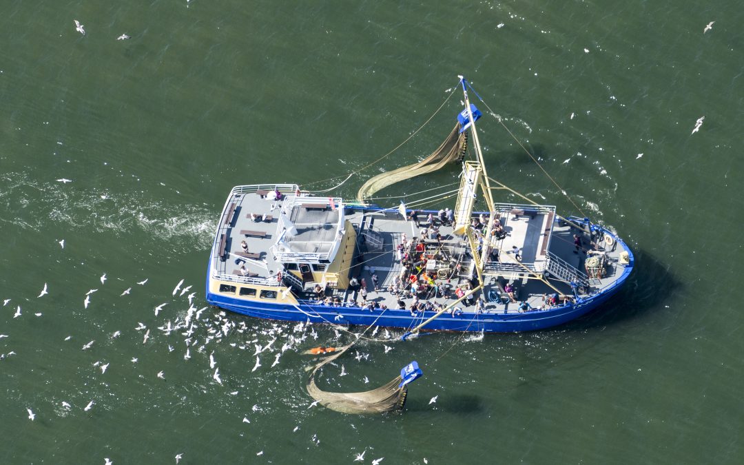 OneWorld-podcast: waarom mag garnalenvisserij in beschermde wateren?
